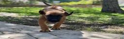 Mixed Breed dogs for sale: Brownie  - Ad 3