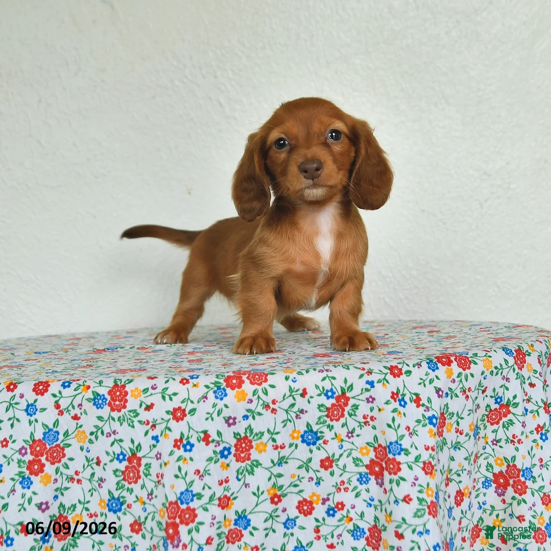 Miniature Dachshund dogs for sale: Keshia - Ad 1
