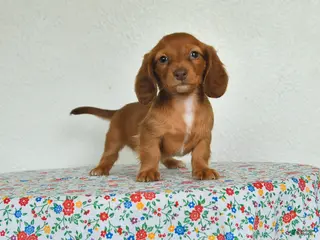 Miniature Dachshund dogs for sale: Keshia - Ad 1