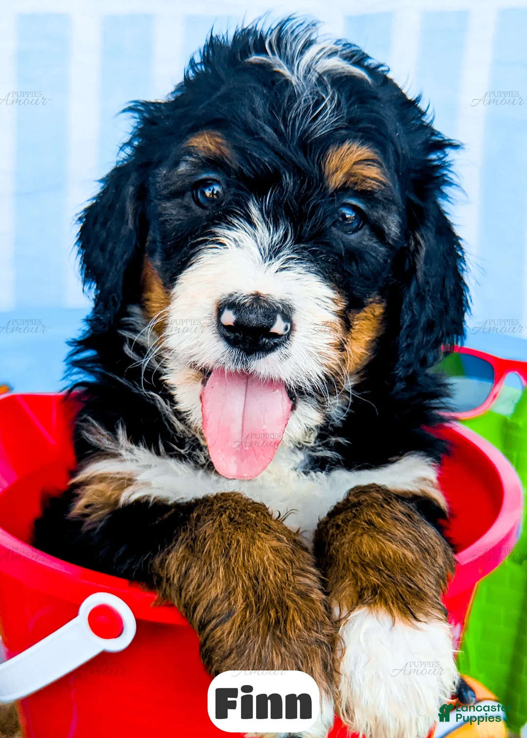 Bernedoodle dogs for sale: Finn - Ad 2
