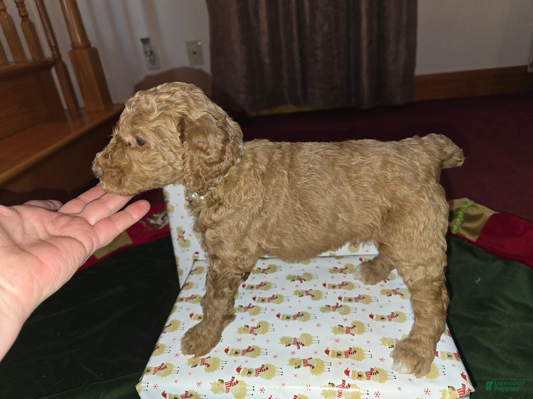 Standard Poodle dogs for sale: Holly - Ad 2