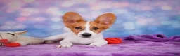 Papillon dogs for sale: Ace - Ad 2