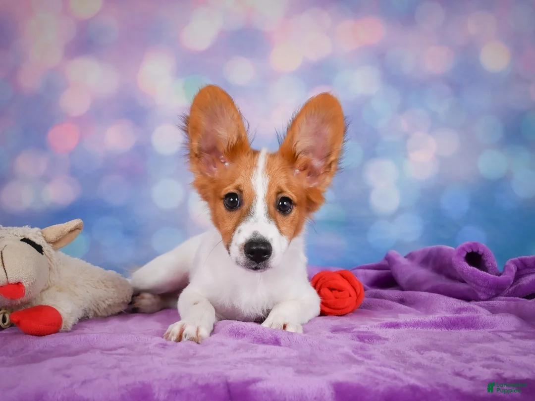 Papillon dogs for sale: Ace - Ad 2