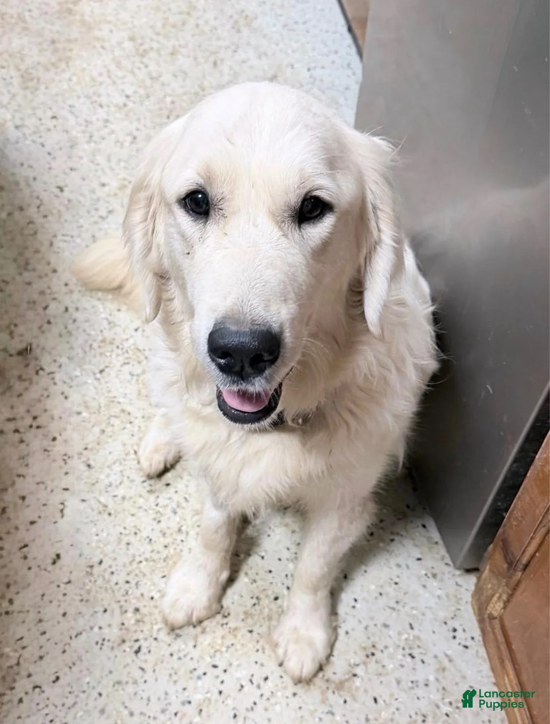 Golden Retriever dogs for sale: Red boy - Ad 4