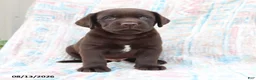 Labrador Retriever dogs for sale: Bruno - Ad 3