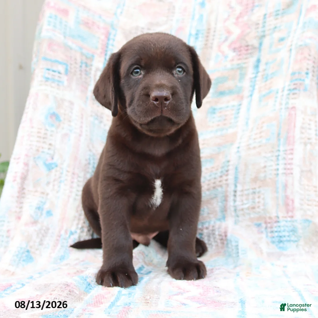 Labrador Retriever dogs for sale: Bruno - Ad 3