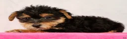 Yorkiepoo dogs for sale: Milo - Ad 7
