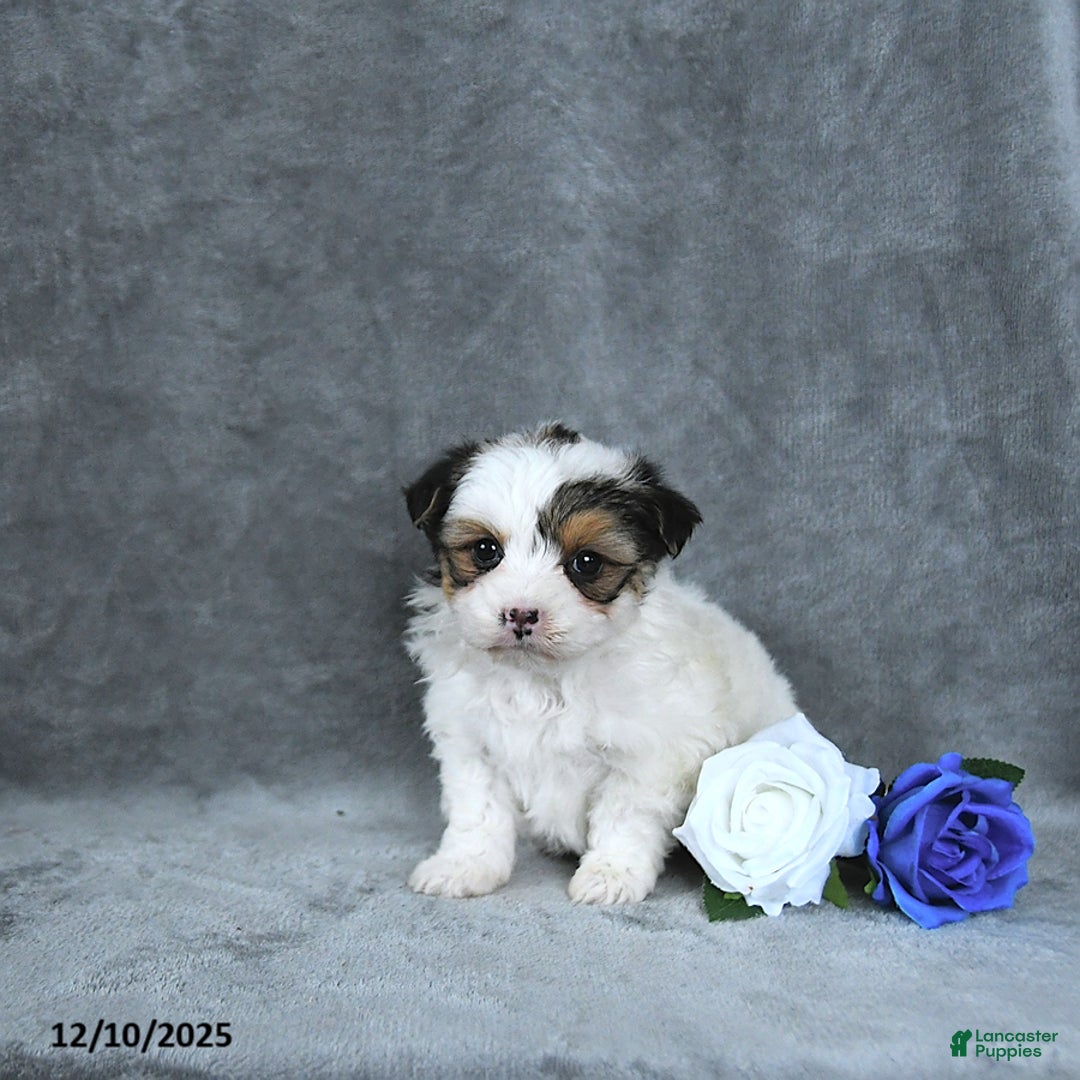 Mixed Breed dogs for sale: Holly EXTRA SMALL - Ad 5