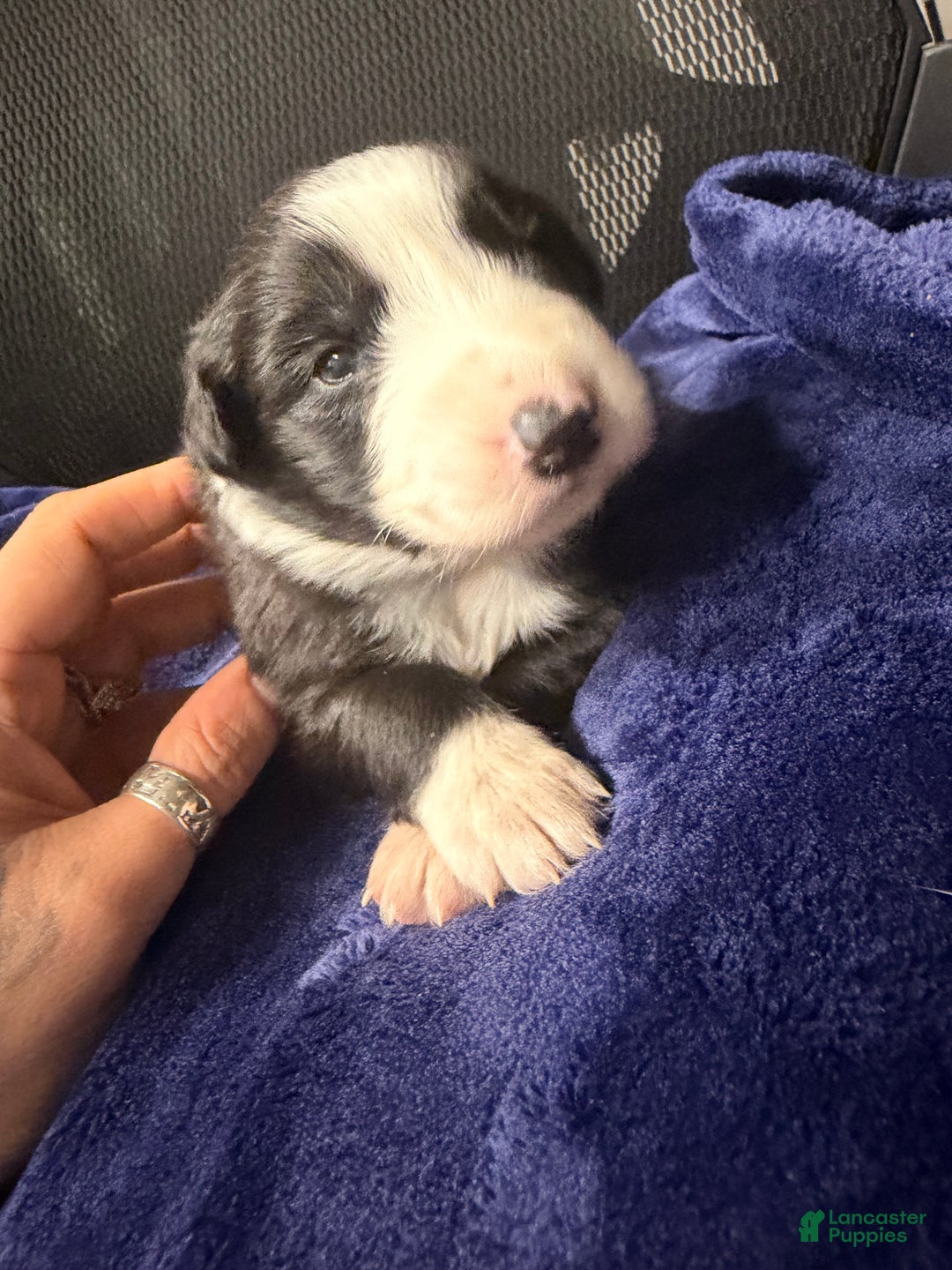 Australian Shepherd dogs for sale: Australian Shepherd Puppy - Georgia  - Ad 6
