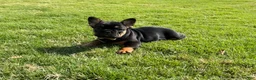 French Bulldog dogs for sale: Pepper - Ad 5