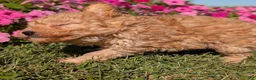 Toy Poodle dogs for sale: Toy Poodle 4 - Ad 7