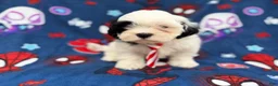Shih Tzu dogs for sale: Sullivan  - Ad 4