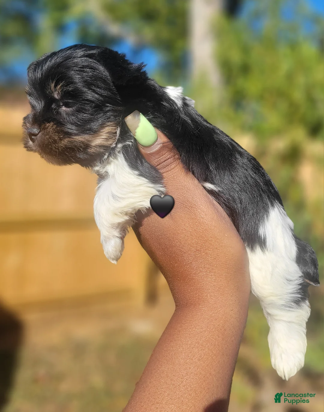 Yorkshire Terrier dogs for sale: Male - Ad 1