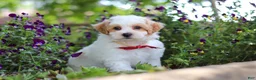 Maltipoo dogs for sale: Joey - Ad 1