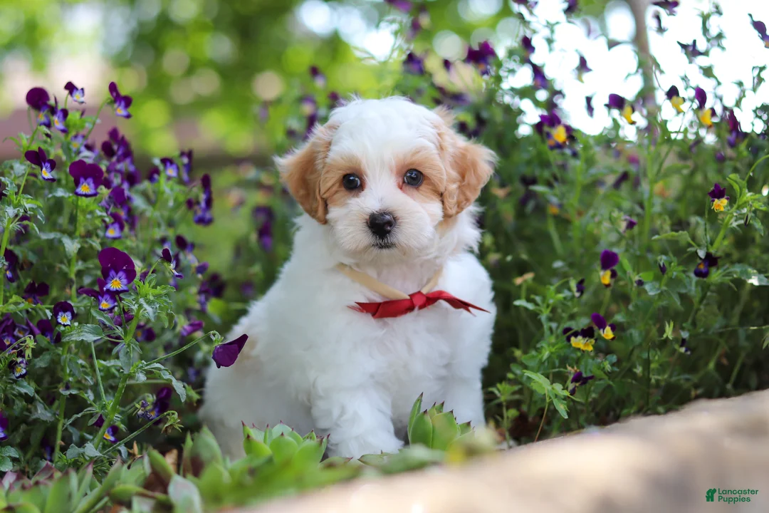 Maltipoo dogs for sale: Joey - Ad 1