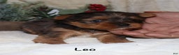 Yorkshire Terrier dogs for sale: Leo - Ad 4