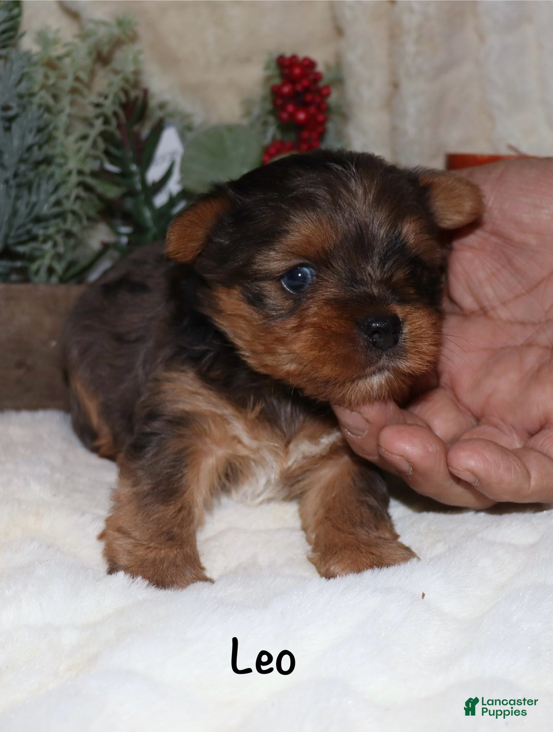 Yorkshire Terrier dogs for sale: Leo - Ad 4