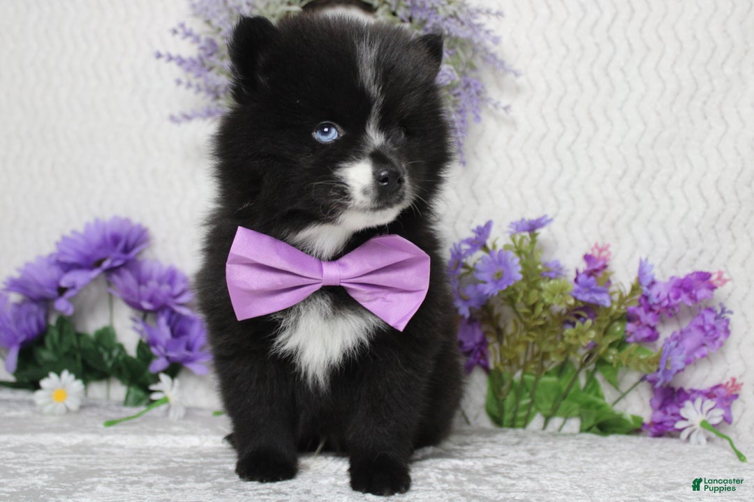 Pomsky dogs for sale: Luey  - Ad 3