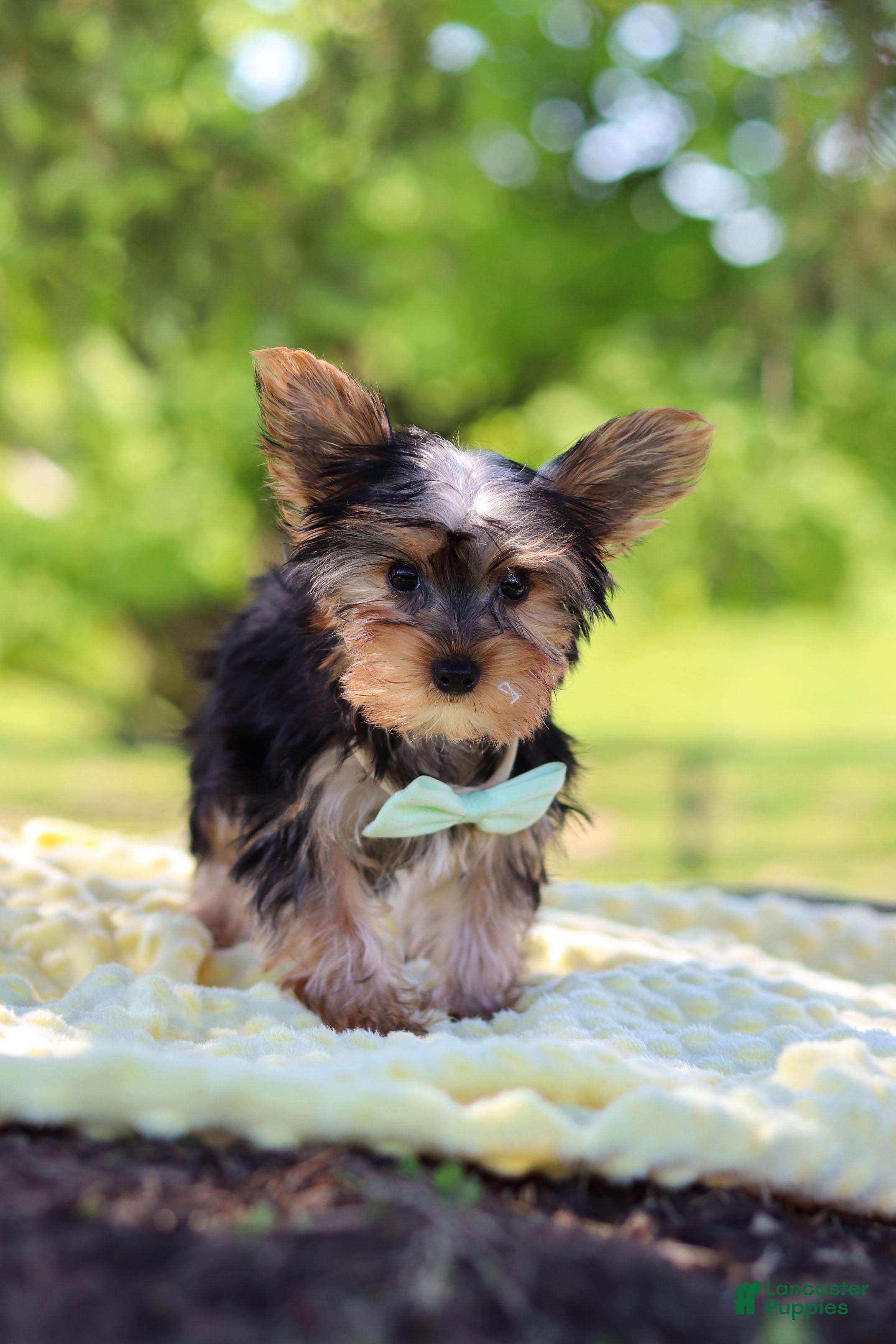 Yorkshire Terrier dogs Ollie - Ad 1