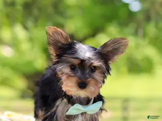 Yorkshire Terrier dogs for sale: Ollie - Ad 3