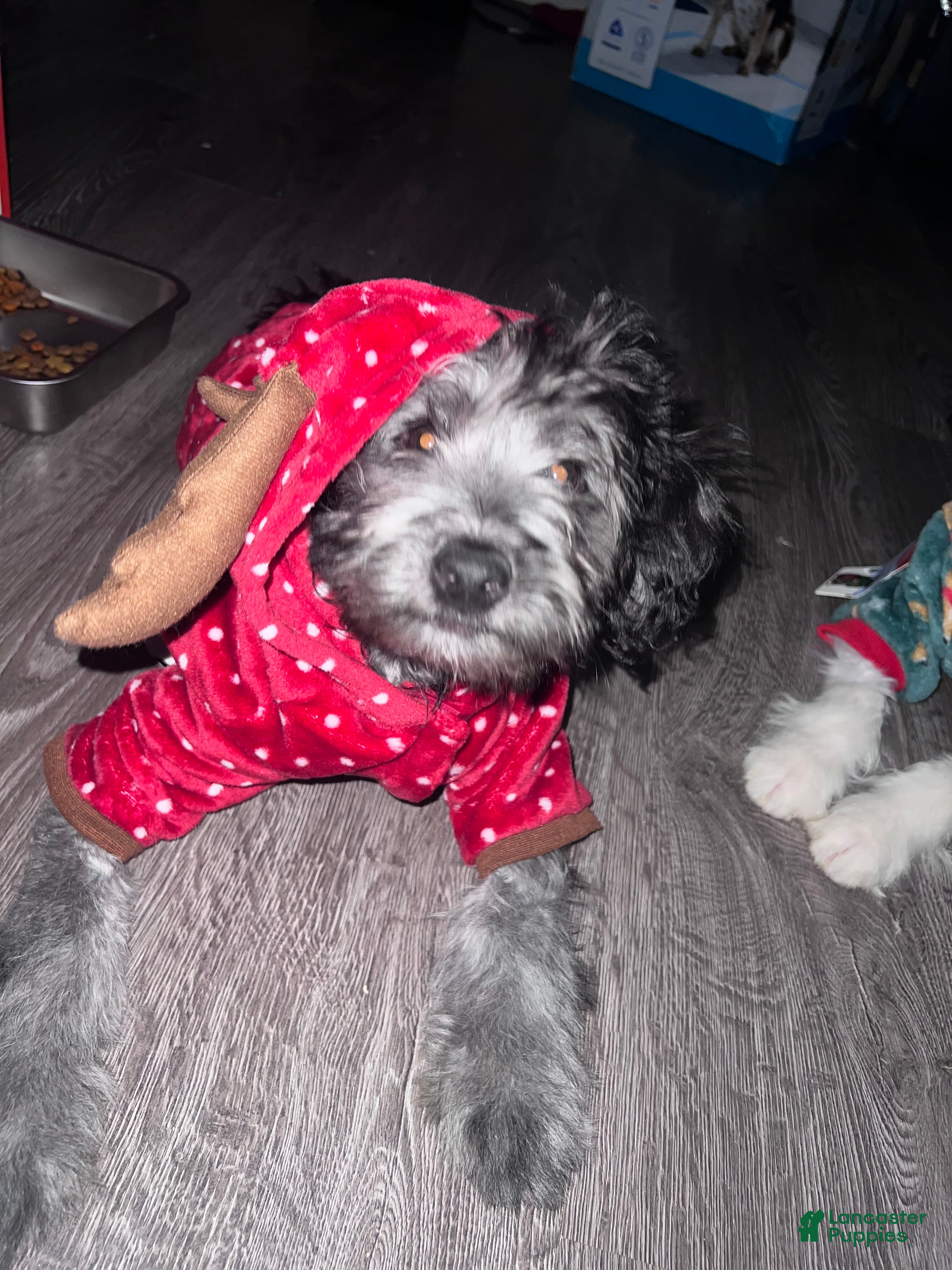 Mini Bernedoodle dogs Cookie - Ad 1