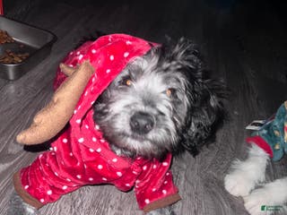 Mini Bernedoodle dogs Cookie - Ad 6