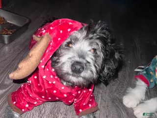 Mini Bernedoodle dogs Cookie - Ad 5