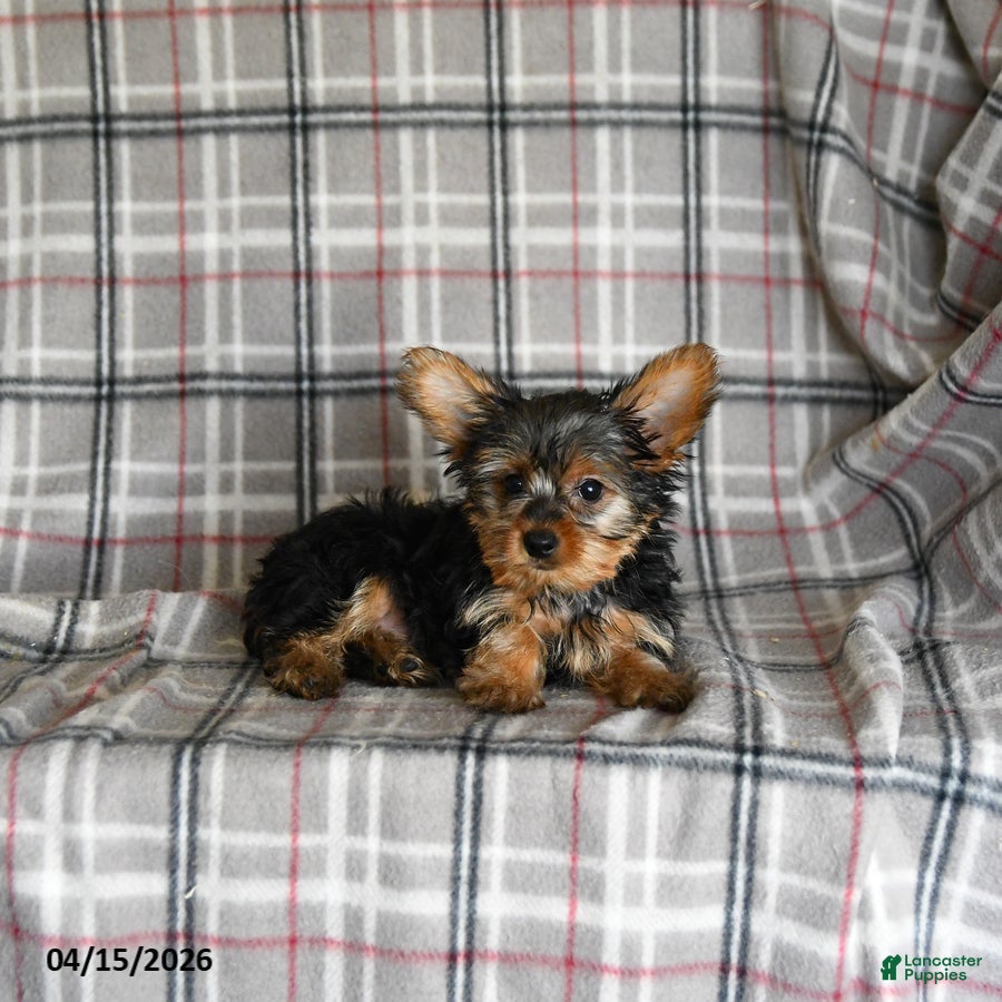 Yorkshire Terrier dogs Iris - Ad 2
