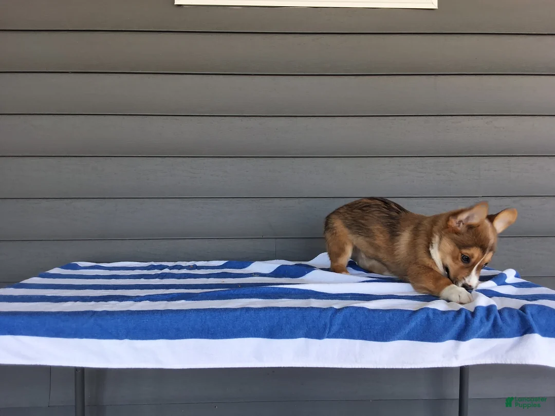 Welsh Corgi Pembroke dogs for sale: Louis - Ad 6