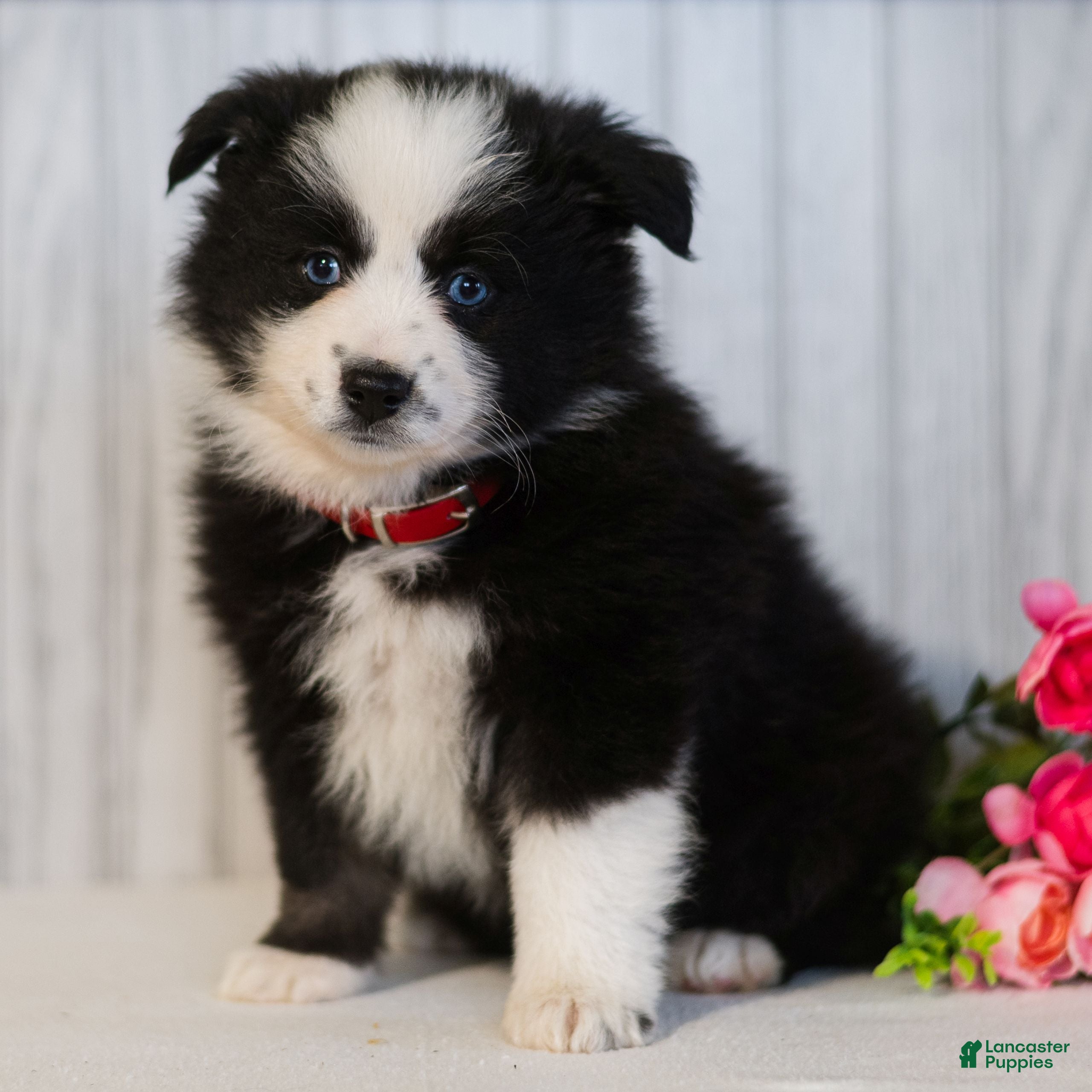 Miniature Australian Shepherd dogs Clover  - Ad 1