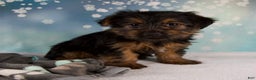 Yorkshire Terrier dogs for sale: Laina - Ad 2