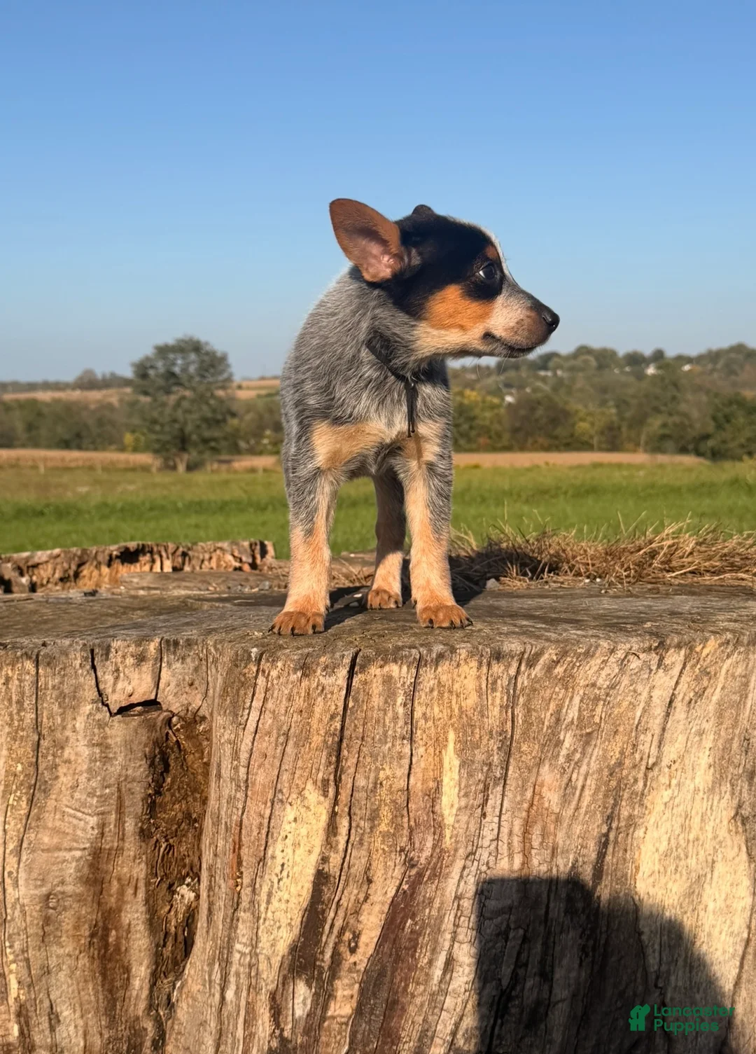 Australian Cattle Dog dogs for sale: Trapper  - Ad 4
