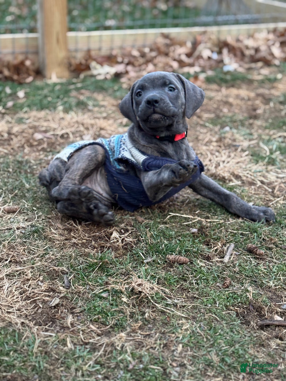 Cane Corso dogs for sale: Stormii - Ad 10