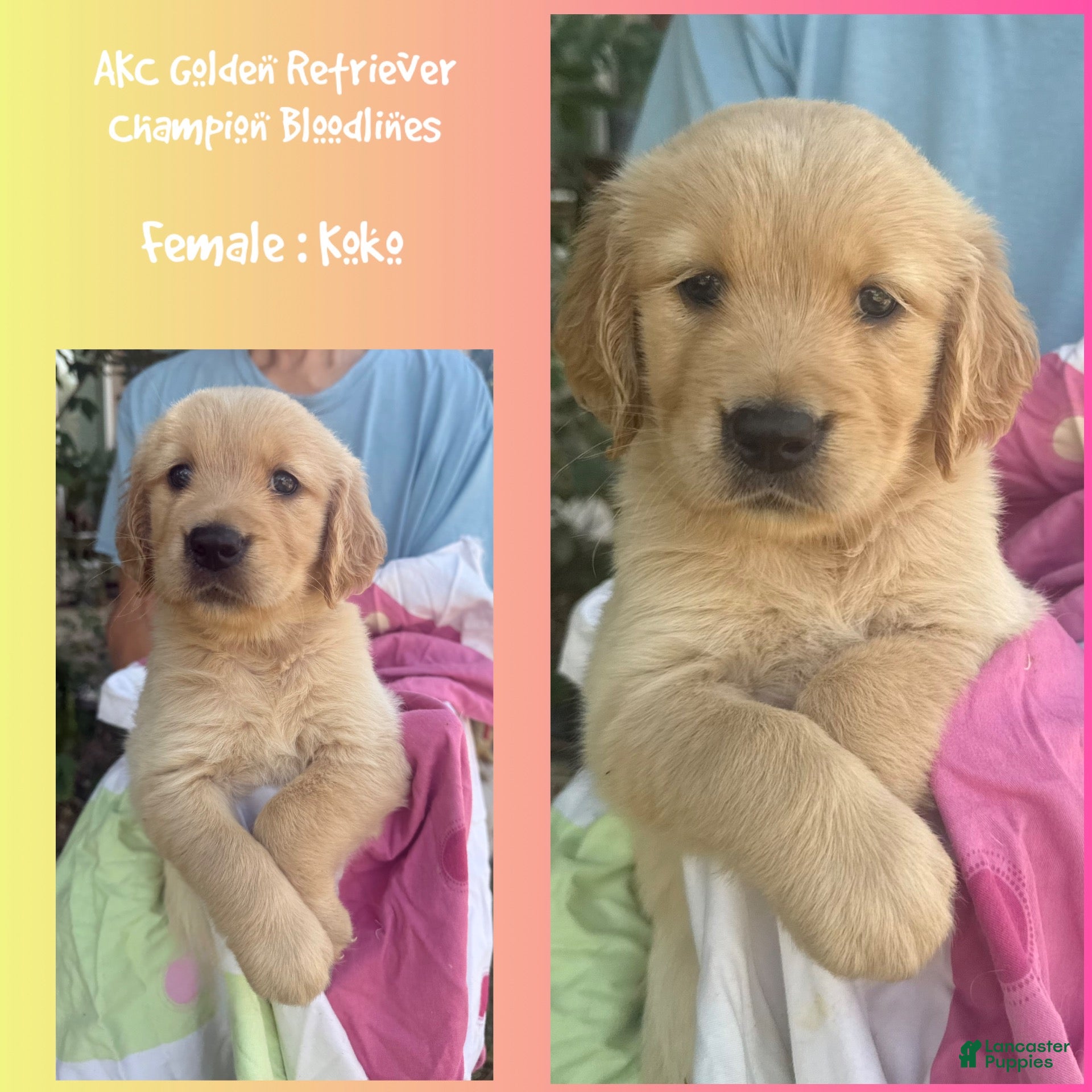 Golden Retriever dogs Koko - Ad 1