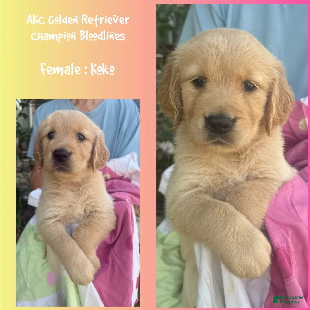 Golden Retriever dogs for sale: Koko - Ad 1