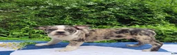 Frenchton dogs for sale: Dr. Pepper - Ad 3
