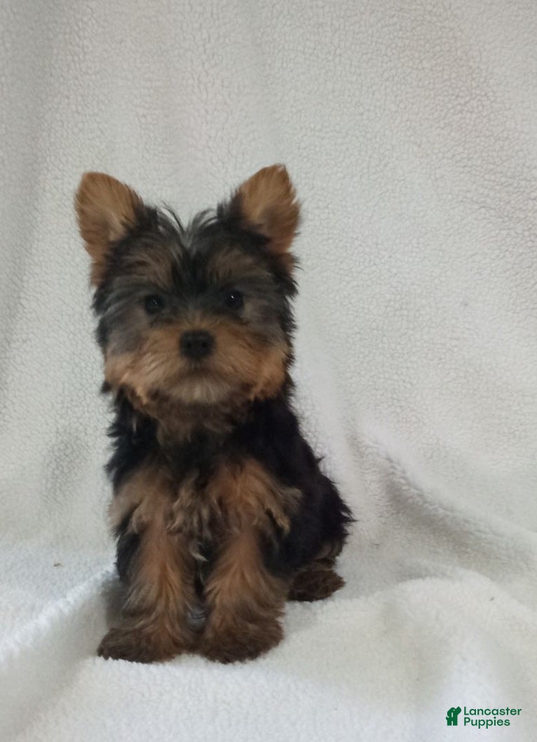Yorkshire Terrier dogs Jingle - Ad 34
