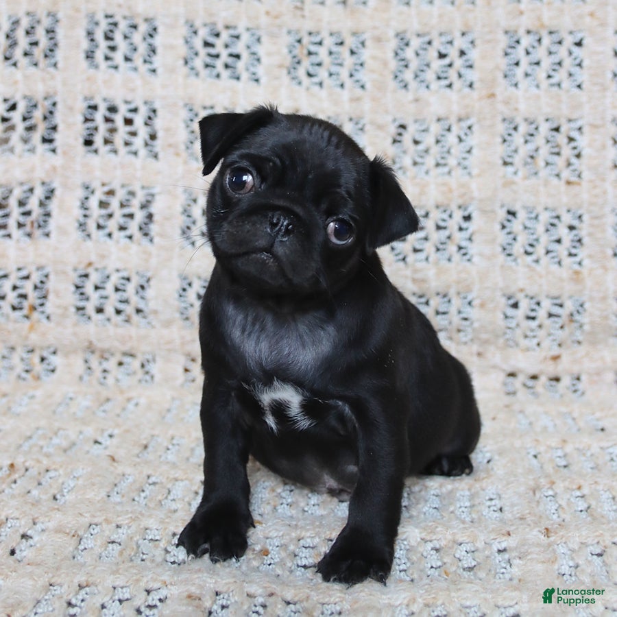 Pug dogs Brandon - Ad 2
