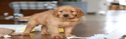 Golden Retriever dogs for sale: Alex - Ad 4