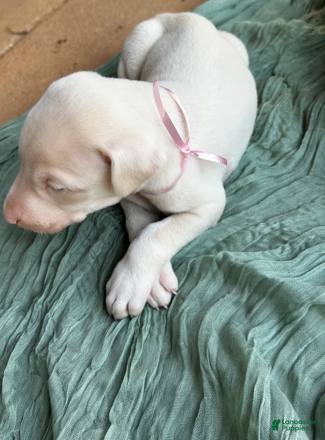 Doberman Pinscher dogs for sale: Doberman Pinscher Puppy 6 - Ad 2