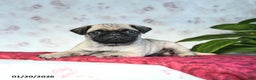 Pug dogs for sale: Tucker - Ad 3