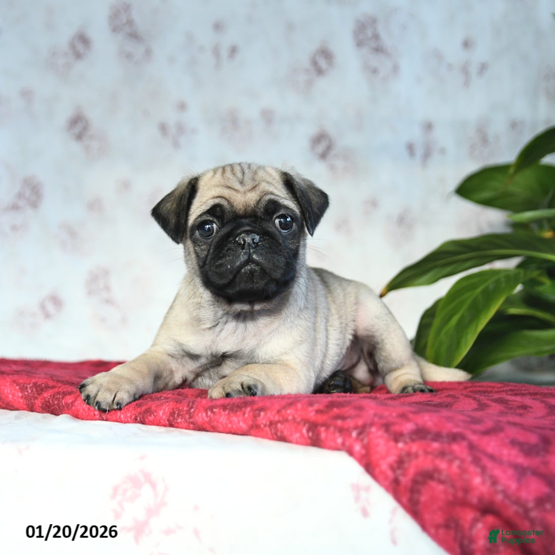 Pug dogs for sale: Tucker - Ad 3