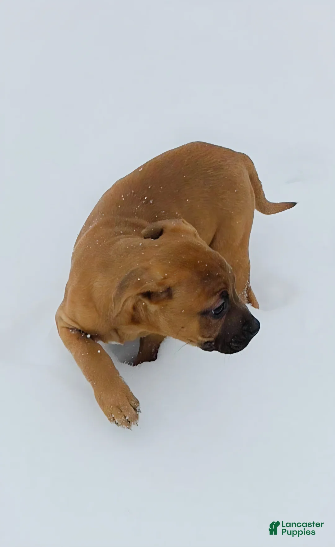 Mixed Breed dogs for sale: Rose 🌹  - Ad 2