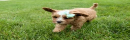 Cavapoo dogs for sale: Violet 💗 - Ad 9