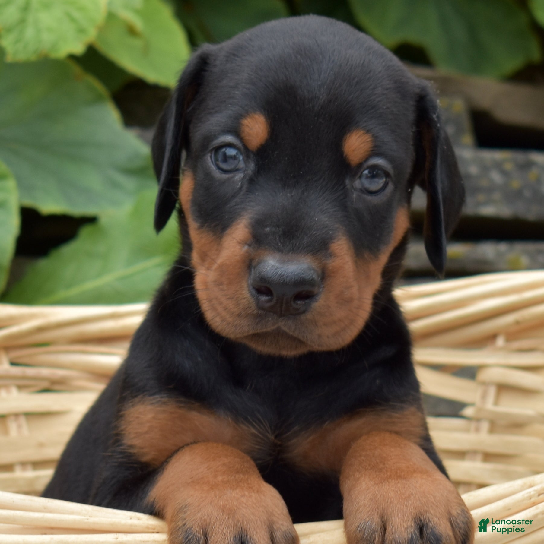 Doberman Pinscher dogs Skye - Ad 2