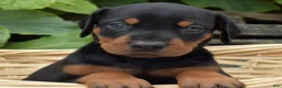 Doberman Pinscher dogs for sale: Skye - Ad 2