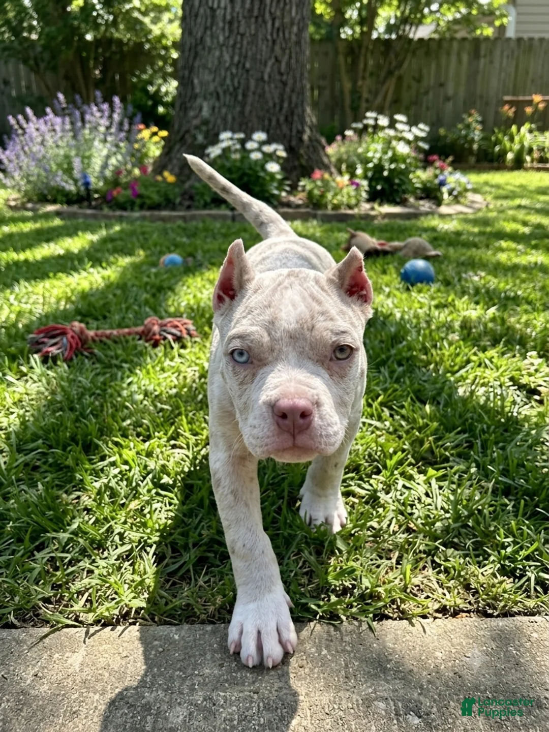 American Bully dogs for sale: Diesel - Ad 2