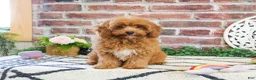 Cavapoo dogs for sale: Frappe  - Ad 4