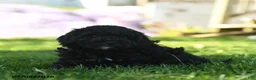 Mini Aussiedoodle dogs for sale: Rosemary - Ad 2