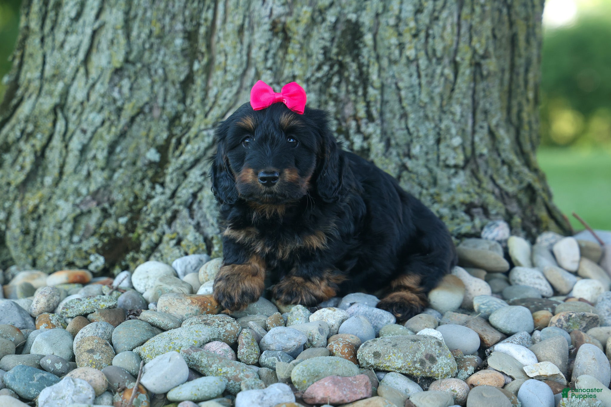Miniature Dachshund dogs Honey 🐾❤️ - Ad 1